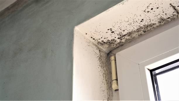 Best Water Damage & Mold Remediation  in Newberry, MI