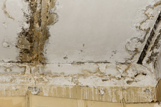 Best Asbestos and Lead Testing During Mold Inspection  in Newberry, MI