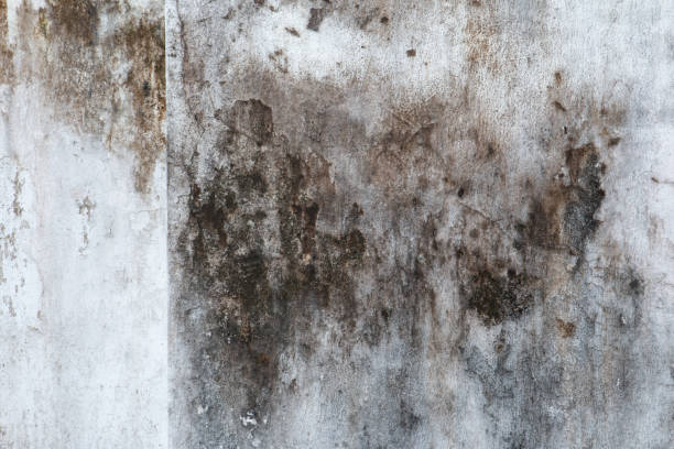 Best Post-Construction Mold Inspection  in Newberry, MI