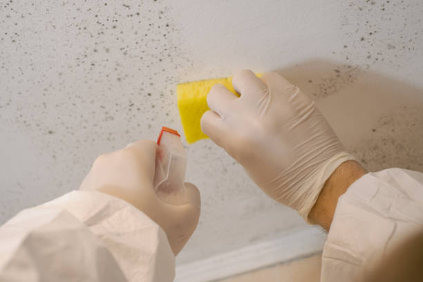 Best Airborne Mold Testing  in Newberry, MI