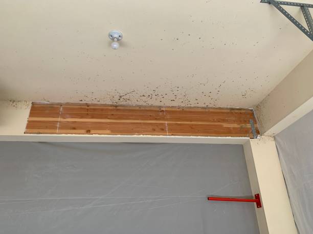 Trusted Newberry, MI Mold Removal Experts