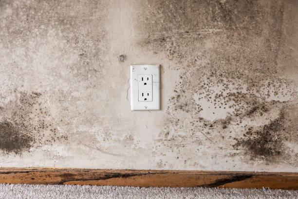 Best Black Mold Removal  in Newberry, MI