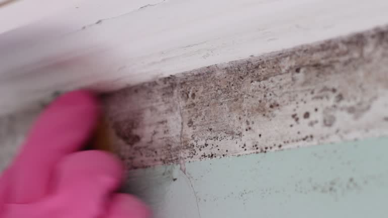 Best Real Estate Mold Inspection  in Newberry, MI